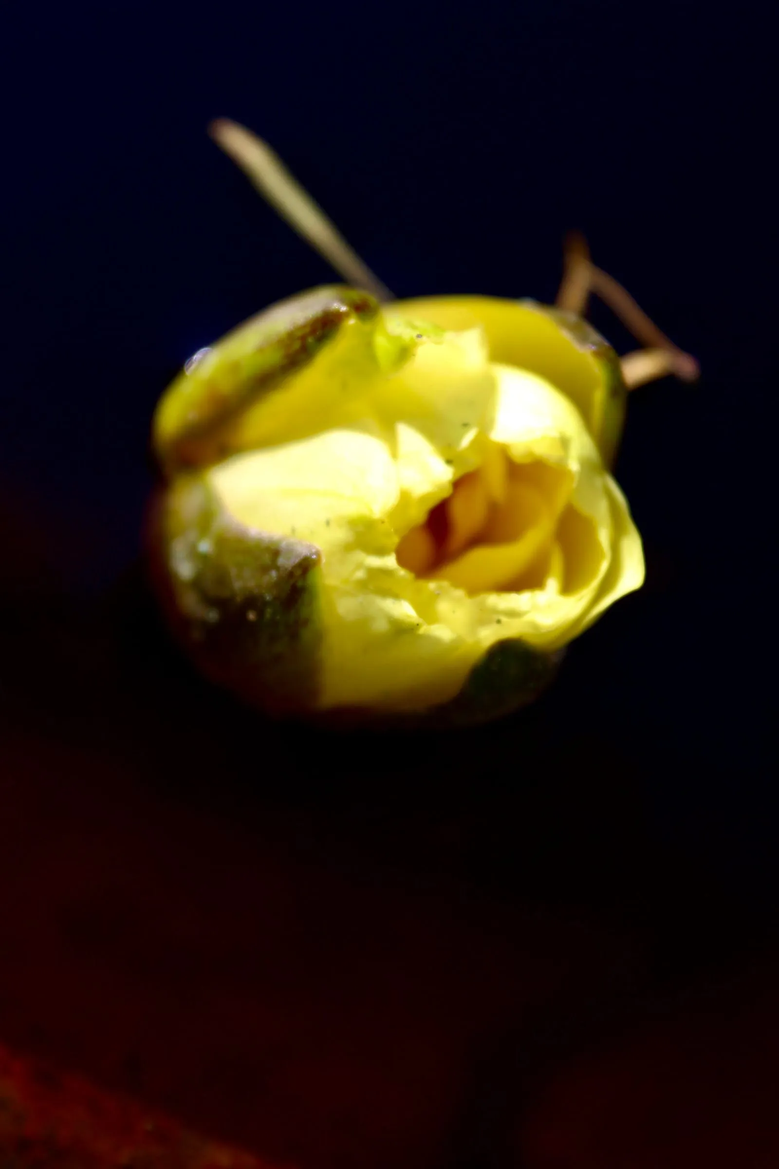 Botón de flor amarillo sobre fondo oscuro