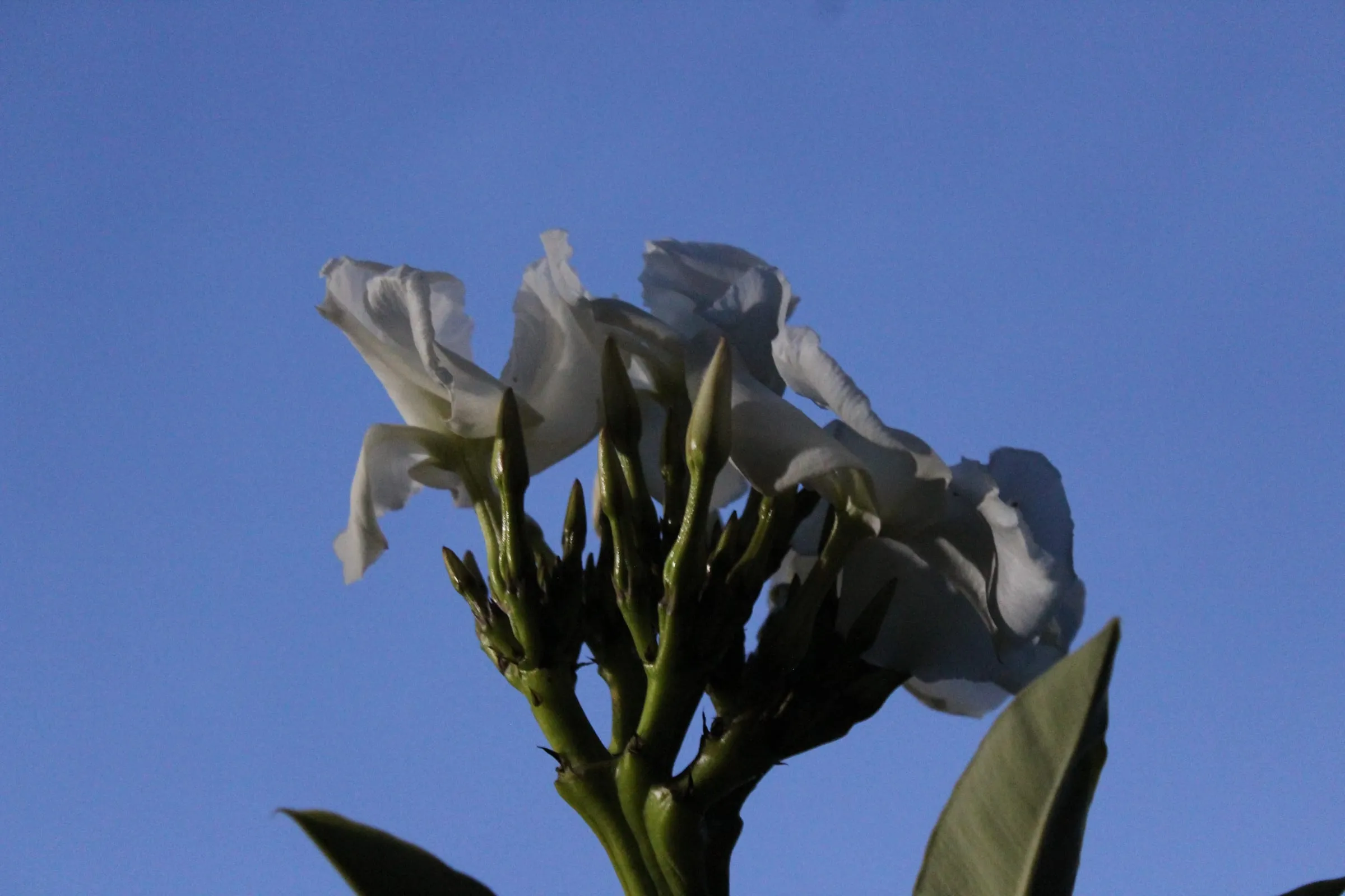 Flor blanca contra el cielo azul