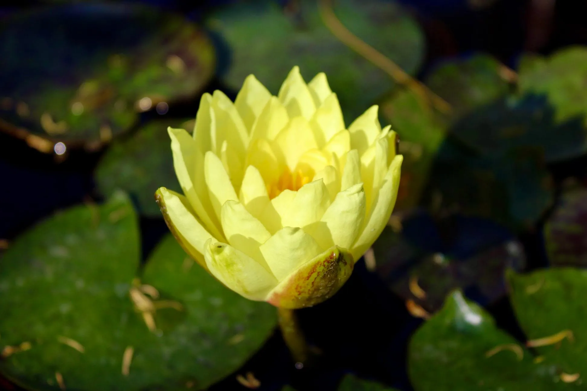 Nenúfar amarillo entre hojas verdes