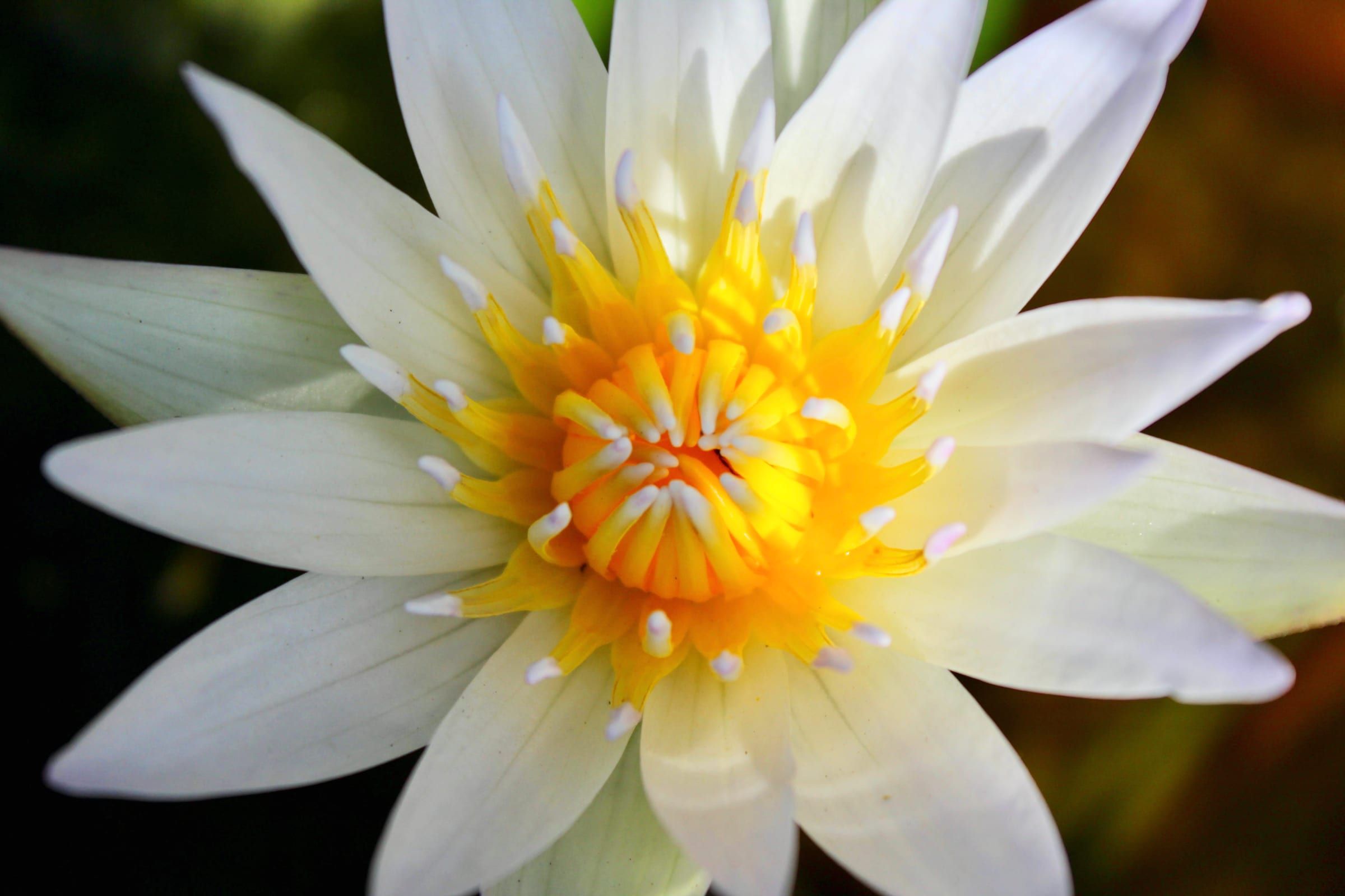 Nenúfar blanco con centro amarillo