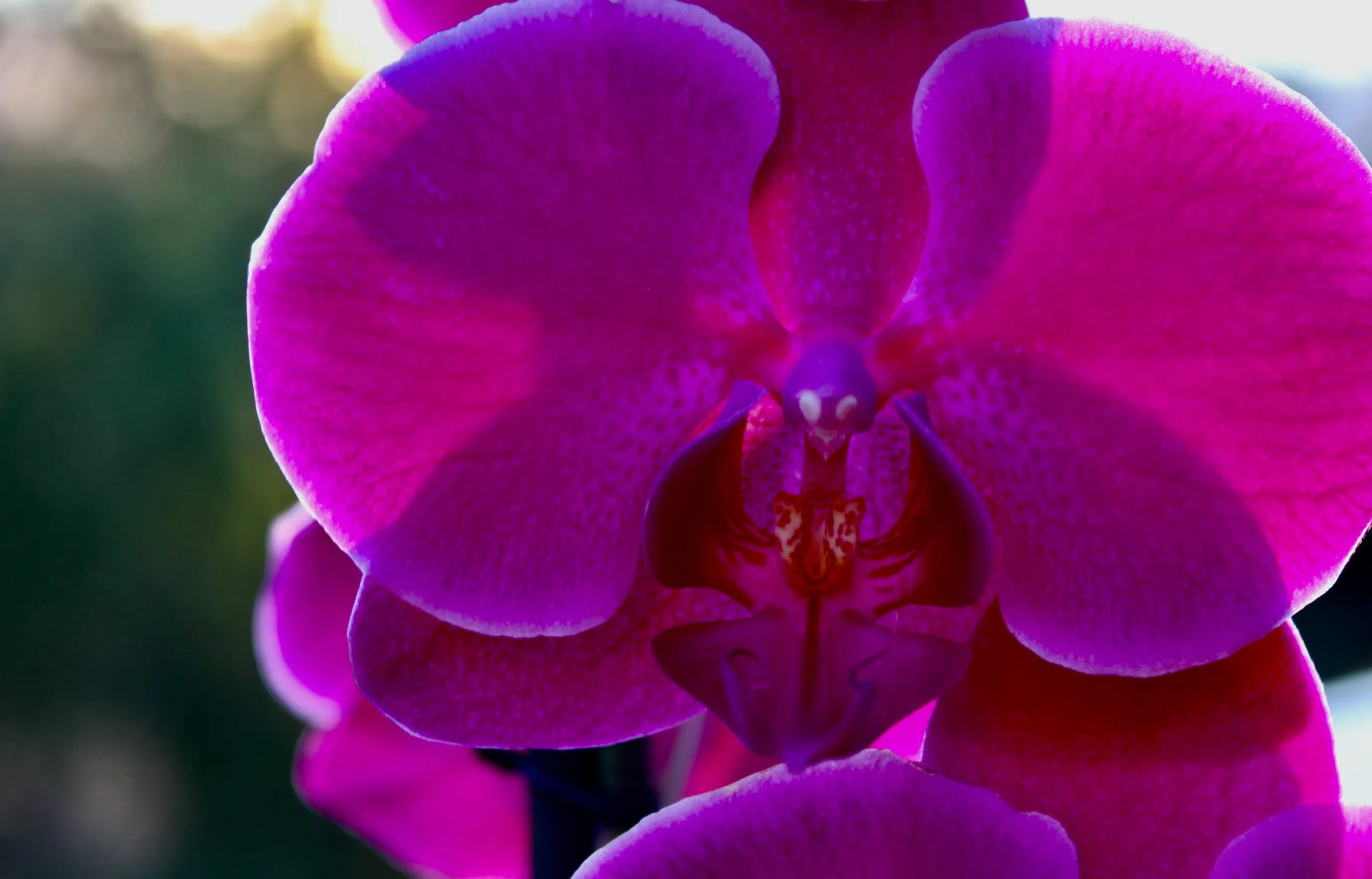 Orquídea morada en primer plano