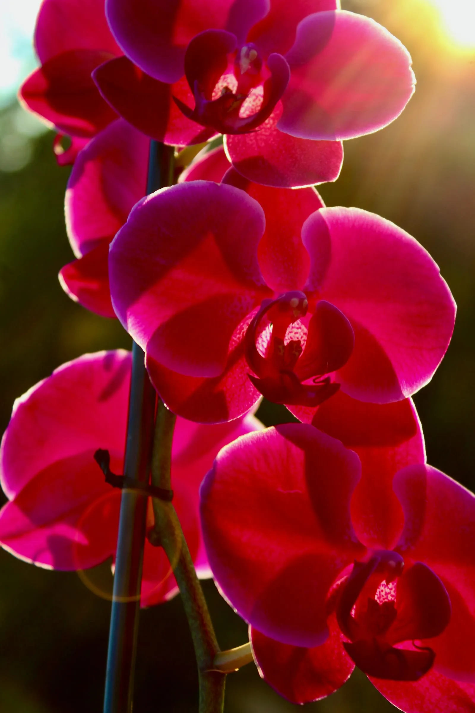 Orquídeas magenta a contraluz