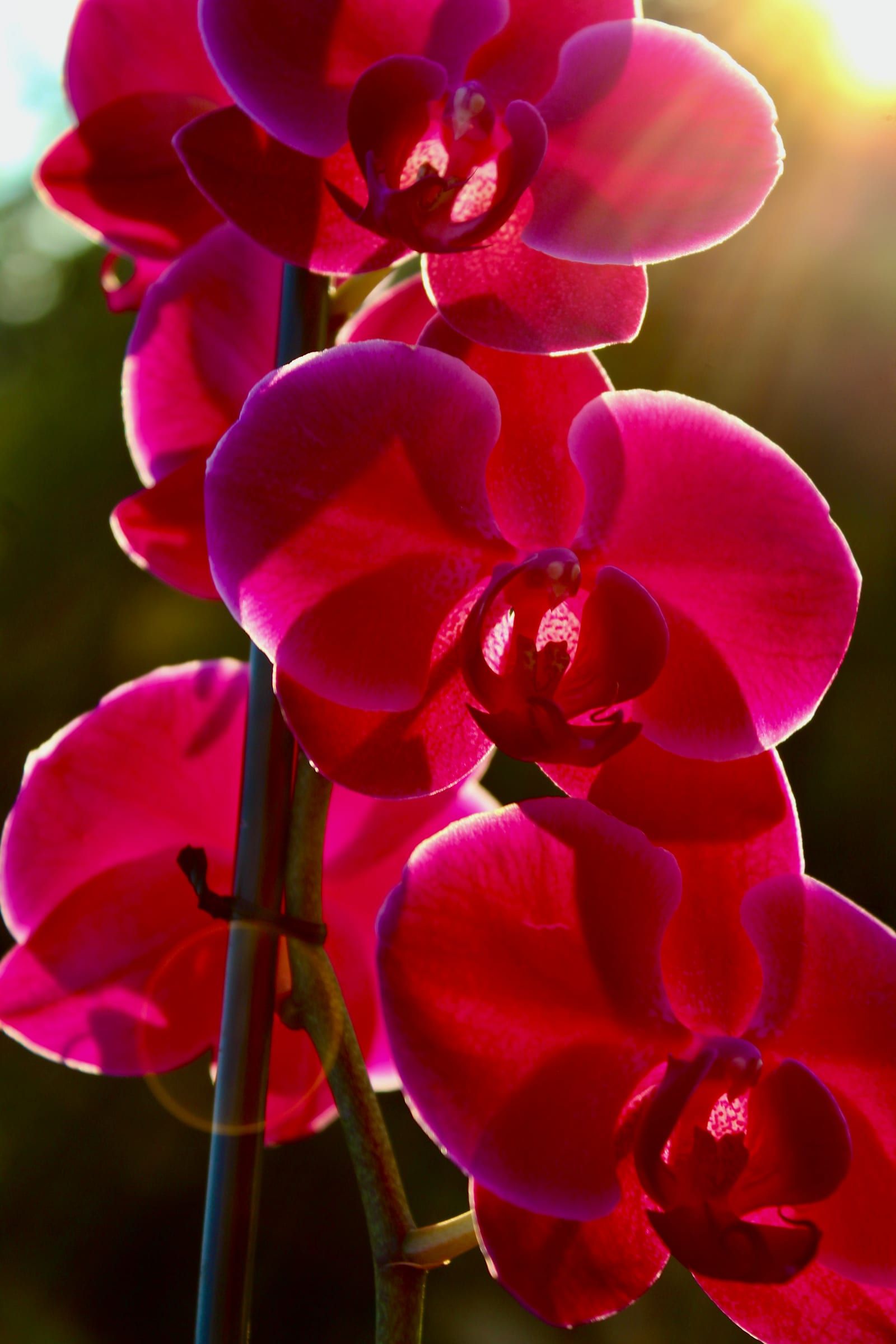 Orquídeas magenta a contraluz