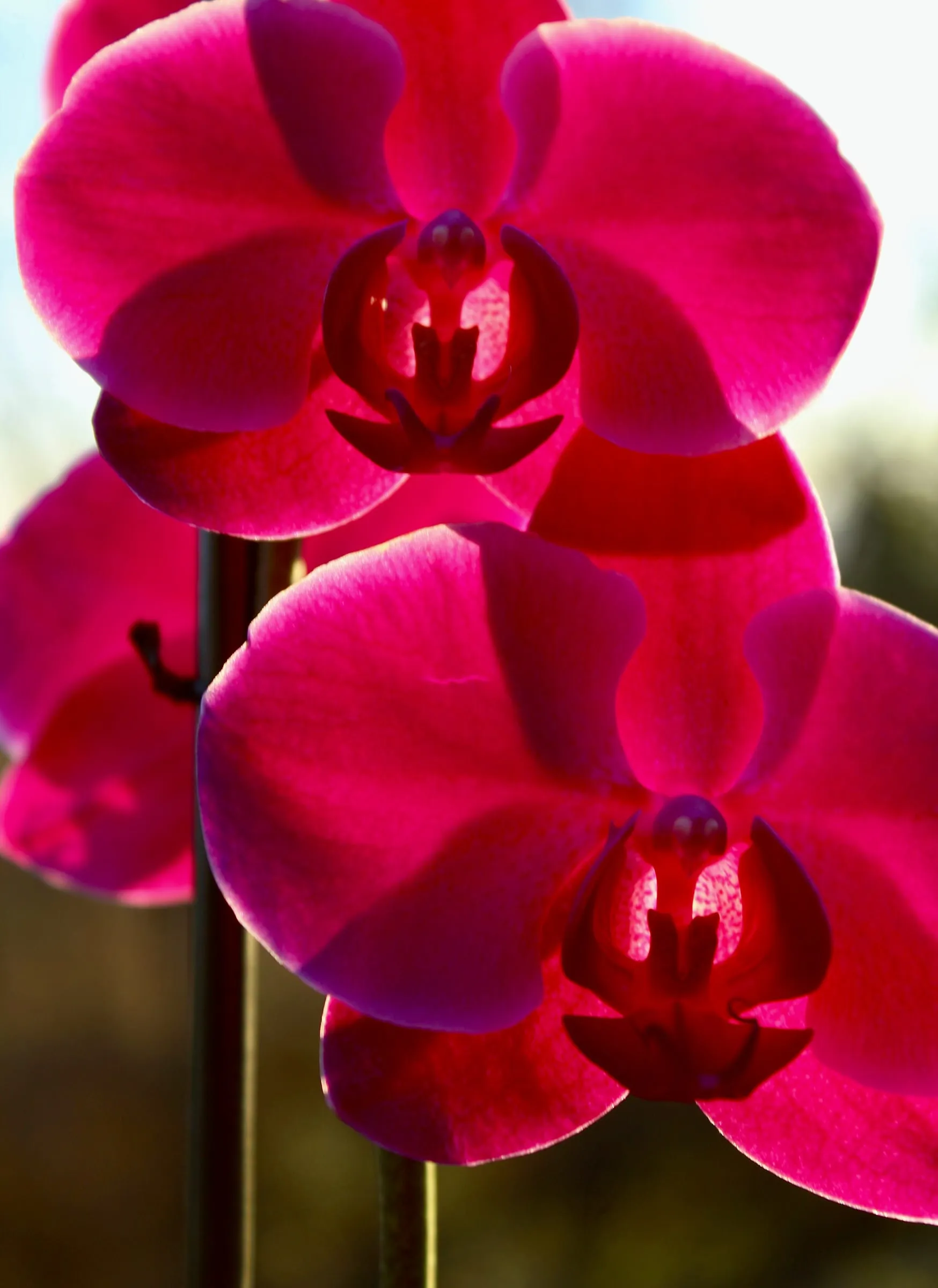 Orquídeas magenta sobre fondo claro