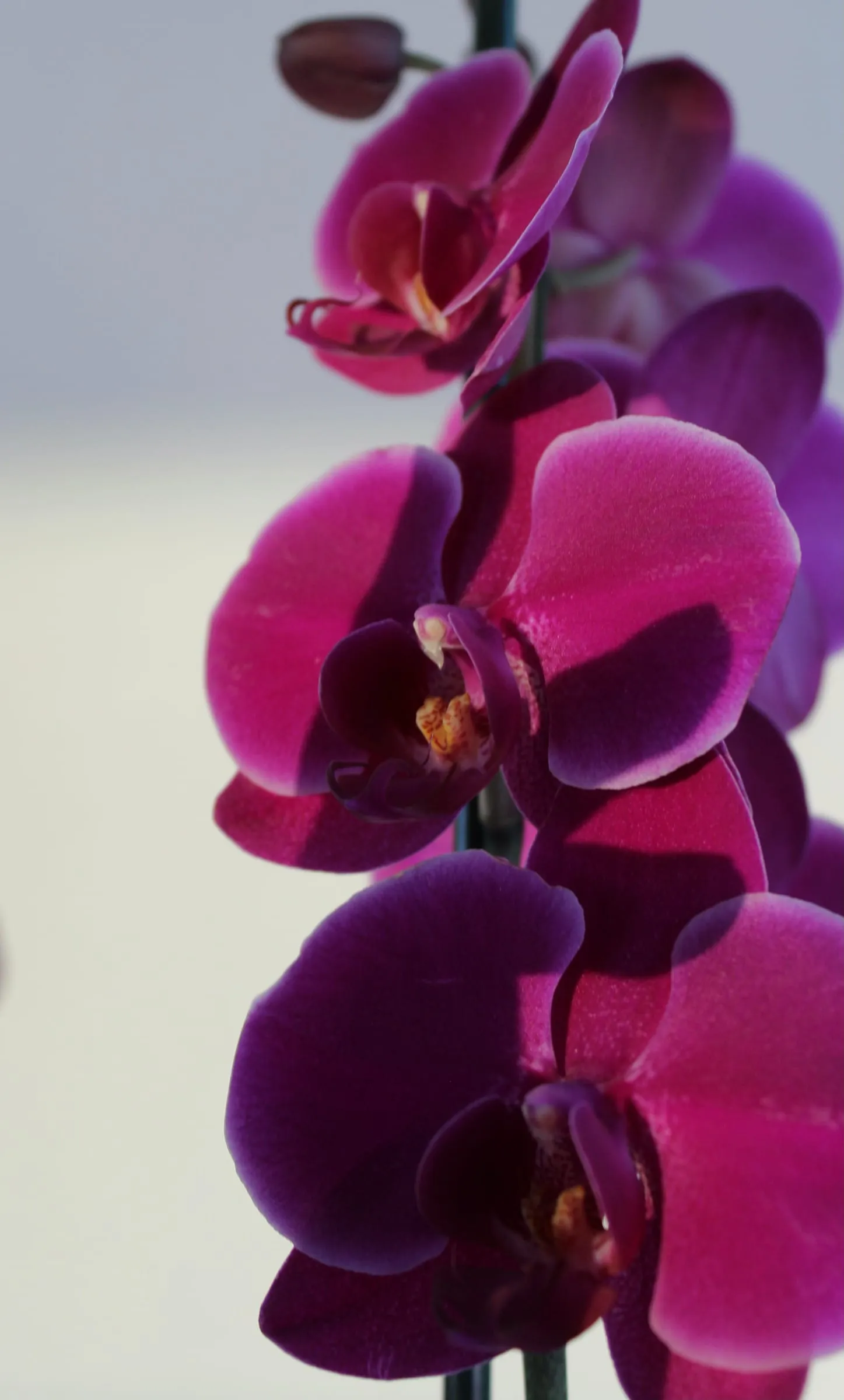 Vara de orquídeas moradas